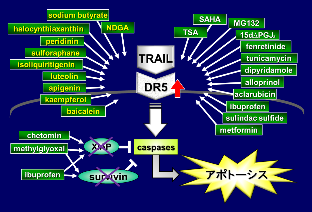 図3　TRAIL経路活性化候補物質